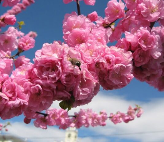 Аллея из сакур в подарок на юбилей