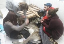 Под Киевом спасли раненую лань