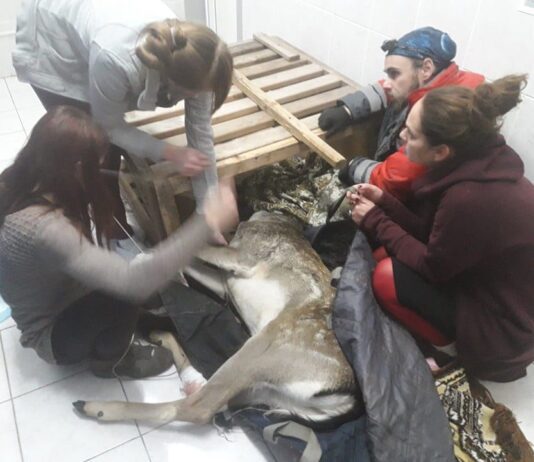 Під Києвом врятували поранену лань