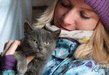 Пристанище для бездомних котів