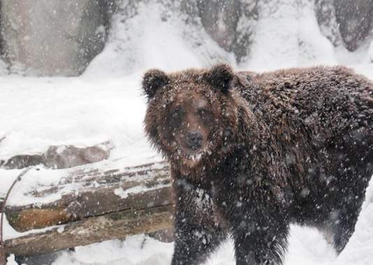 Новогодние празднества в киевском зоопарке
