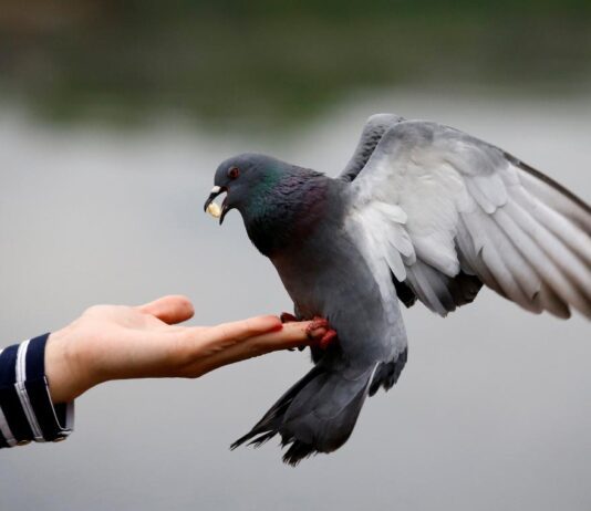 Мобильное приложение для изучения птиц