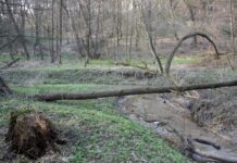 В Киеве появится новый заказник