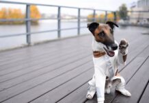 Лапа помощи: как собака-актер помог бездомным щенкам