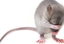 Киев атакован грызунами