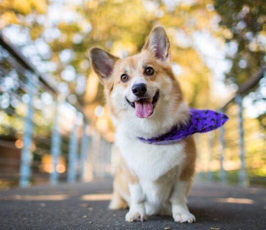 Новая площадка для выгула и дрессировки собак