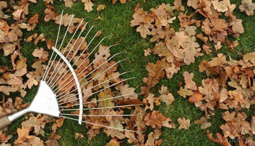 У Києві почнуть штрафувати тих, хто палить листя