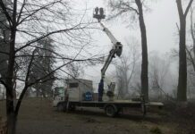 Скандальна обрізка дерев по-київськи: плюси і мінуси