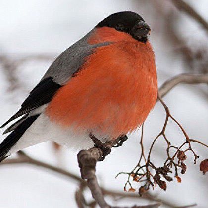 Снегири прилетели: на Отрадном заметили редкостных птиц