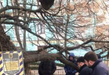 Экологи пообещали спасти историческое дерево