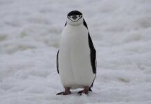 Украинские школьники будут считать пингвинов