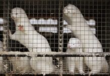 Запрету на меховые изделия быть!