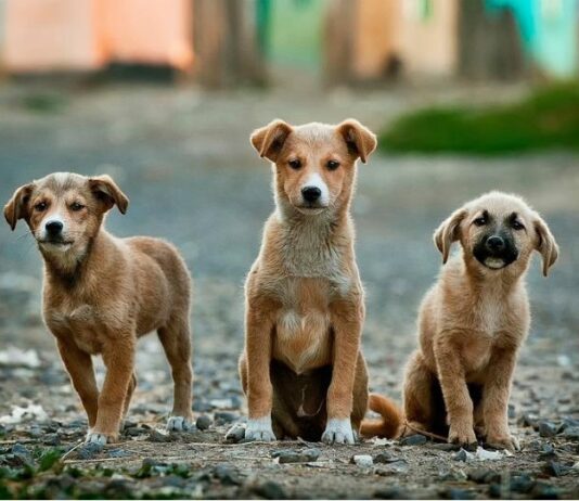 Кубок Барбоса 2019