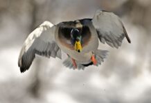 Підгодовуємо качечок