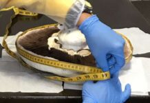 На київській фермі виростили рекордний шампіньйон