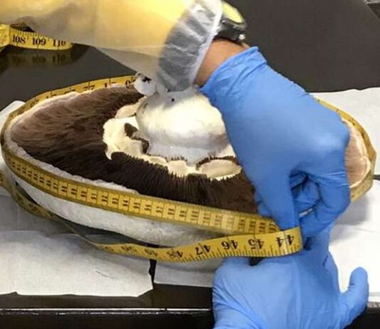 На киевской ферме вырастили рекордный шампиньон