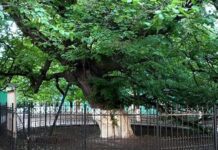 Чи знаєте ви, скільки в Києві дуже старих дерев?