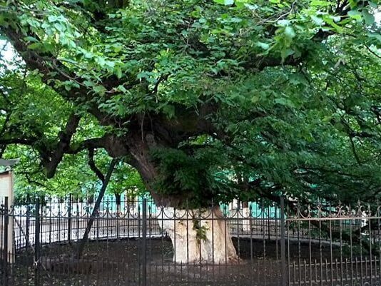 Чи знаєте ви, скільки в Києві дуже старих дерев?