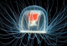 Вчені розкрили таємницю безсмертя