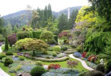 Ботанічний сад ім. Фоміна осучаснила приватна IT-компанія