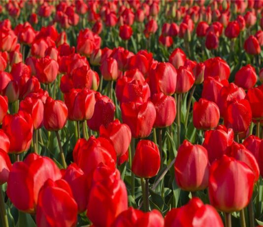 200 тысяч тюльпанов и сказочные сюжеты