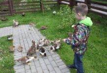 В освітніх закладах столиці з’являться міні-ферми