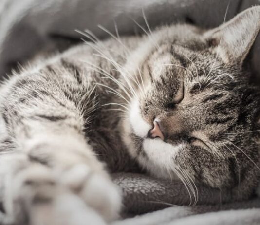 О чем мурлычет кошка