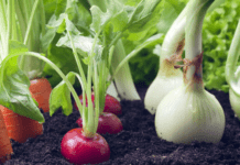 Чтобы было полезно и вкусно, вырастите это в своей квартире