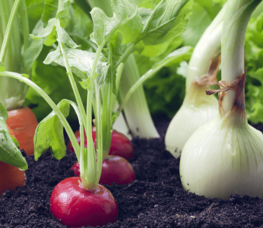 Чтобы было полезно и вкусно, вырастите это в своей квартире