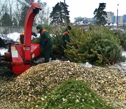 Де будуть відкриті пункти для утилізації ялинок?