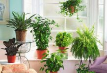Комнатные растения, очищающие воздух и помогающие при депрессивных состояниях