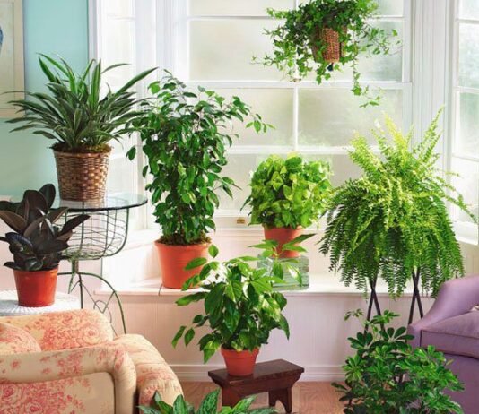 Комнатные растения, очищающие воздух и помогающие при депрессивных состояниях