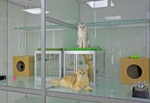 Отель для кошек в Киеве. Ваша кошечка будет довольна