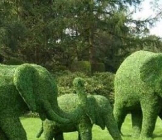 "Цветочное сафари" на Певческом поле