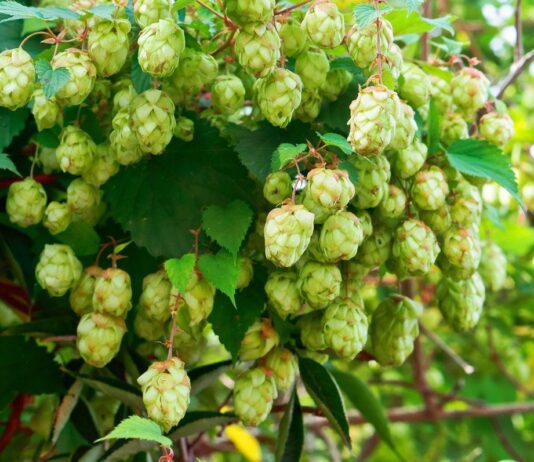 Стало известно, почему украинские фермеры не хотят выращивать хмель