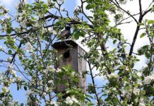 Идет весна, а с ней – цветы и деревья на улицах Киева