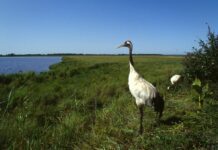 Новий заказник планують створити у Києві