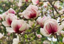 В Киеве началось цветение магнолий: хватайте фотоаппарат и в ботсад!