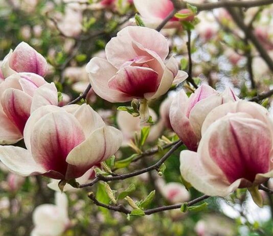 В Киеве началось цветение магнолий: хватайте фотоаппарат и в ботсад!
