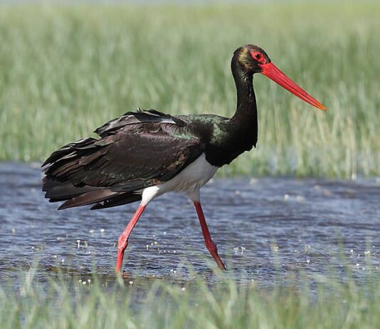 Киевские аисты отдыхают в Греции