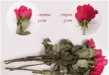 Как определить свежесть цветов