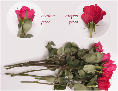 Как определить свежесть цветов