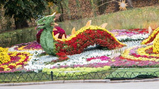 На Співочому полі розквітнули хризантеми