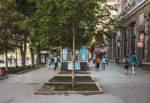 Каштан…, банан…, платан… Что посадят на Крещатике?