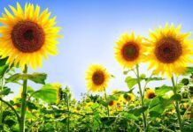 Українські науковці створюють нові сорти рослин