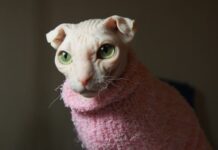 Украинский левкой: вы знаете, кто это?