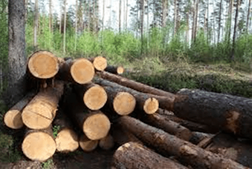 Нелегальна вирубка: як справляються Київські лісники