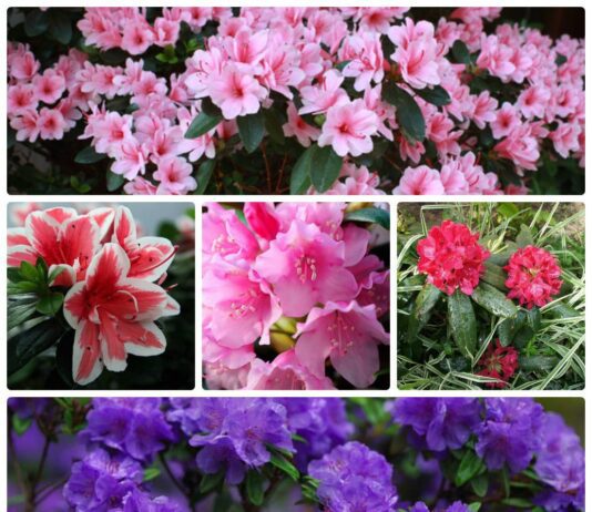 Приди и посмотри: в ботаническом саду Киева зацвели азалии