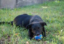 Киевская служба спасения взяла под опеку беспризорную Альму