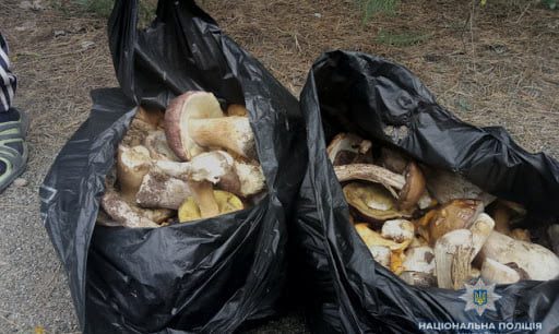 Грибы с Чернобыля: полиция задержала грибника возле ЧАЭС